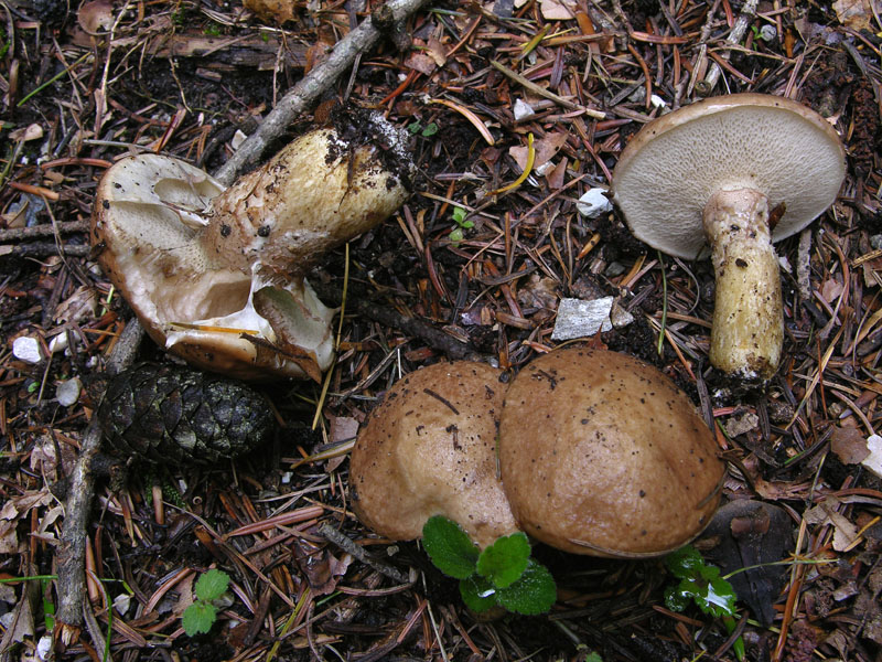 Boletus si Boletus no....